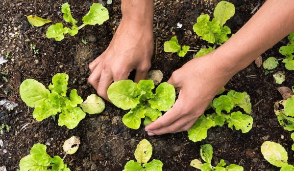 Jardin en pleine terre