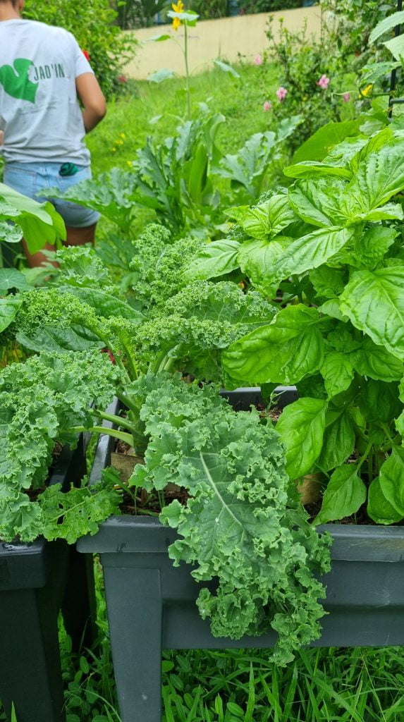 Basilic