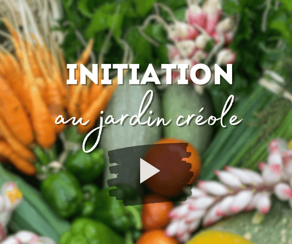 Initiation au jardin créole