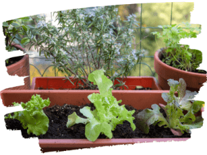 potager-balcon-min