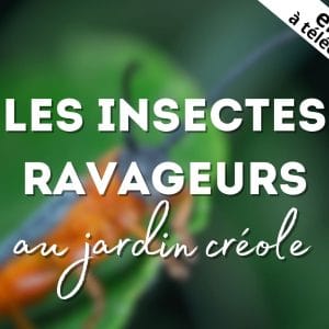 Ebook insectes ravageurs au jardin créole