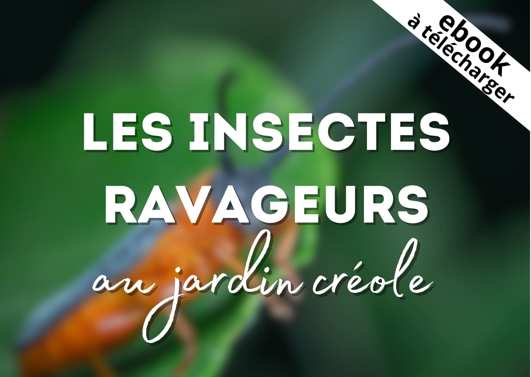 Ebook insectes ravageurs au jardin créole