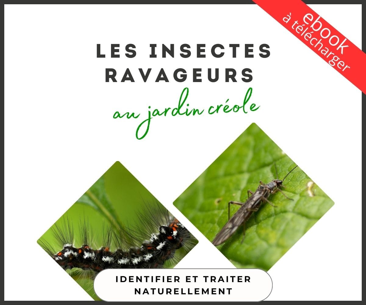 Ebook insectes ravageurs au jardin créole