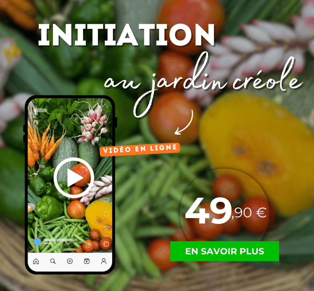Initiation au jardin créole