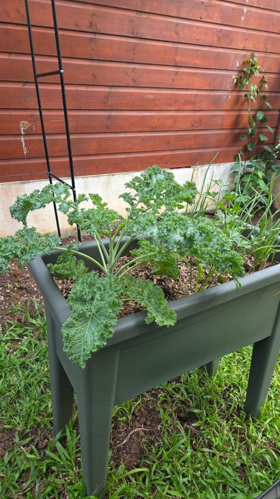Chou kale