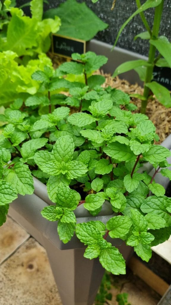 Menthe
